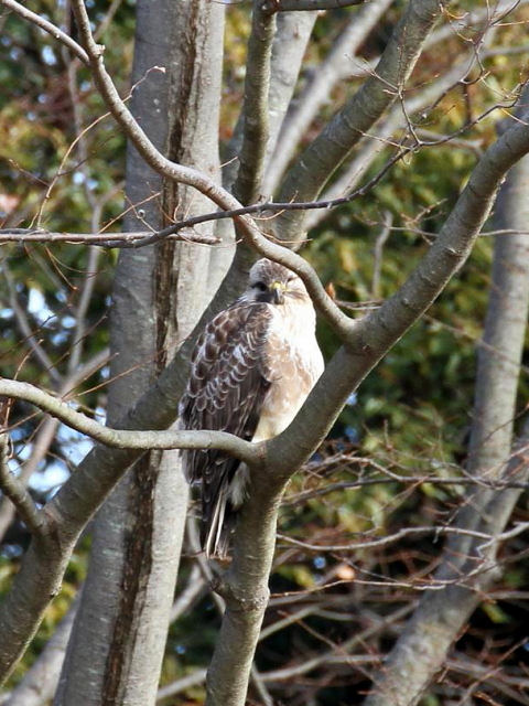 ① ノスリ　成鳥　山本山　湖北町　滋賀県　2013/01/17　Photo by Manda　（写真提供：　萬田）