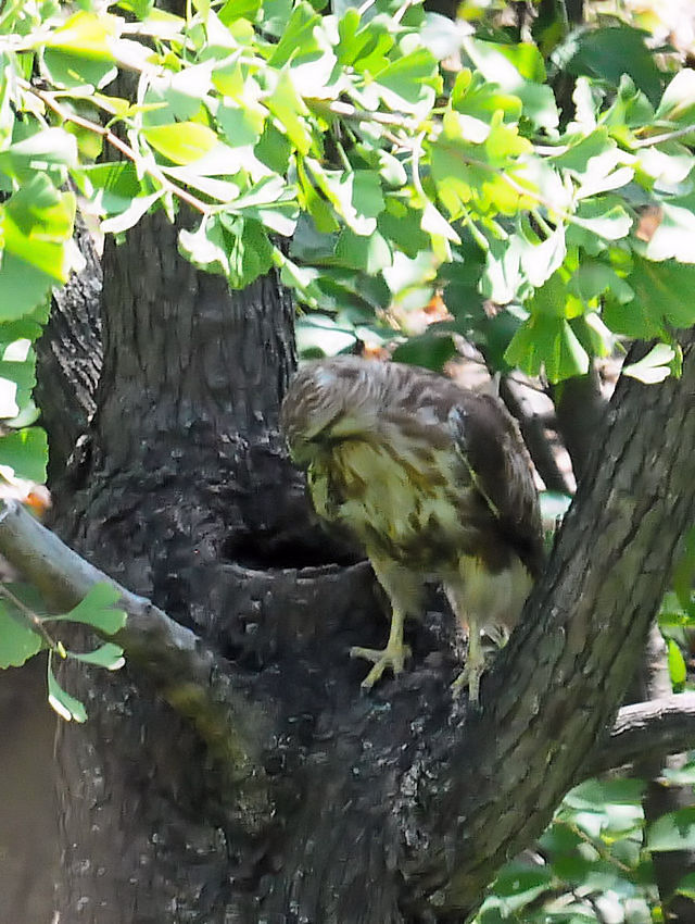 ノスリ（３態-2）　大阪城　大阪市　2018/09/19　Photo by Kohyuh