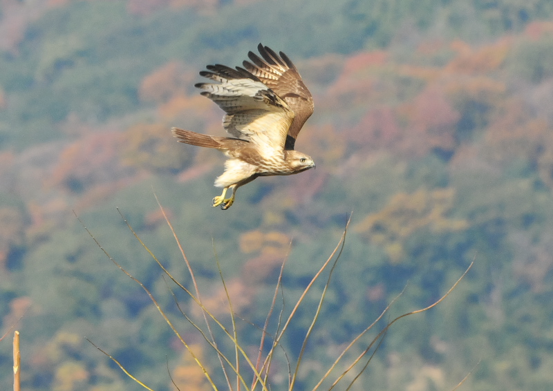 ノスリ（８態-2）　木津川沿い　八幡市　2016/12/12　Photo by Takase