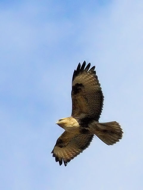 ③ ノスリ　成鳥　枚方市　淀川左岸　2012/01/13　Photo by Kohyuh