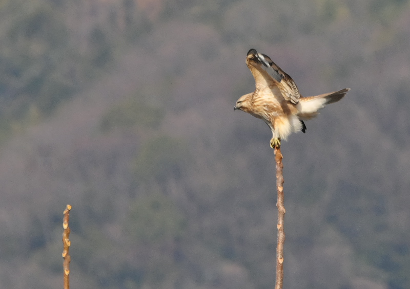ノスリ （３態-2）　淀川左岸　枚方市　2016/02/15　Photo by Takase