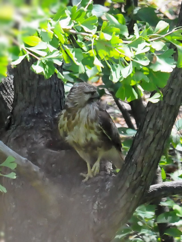 ノスリ（３態-3）　大阪城　大阪市　2018/09/19　Photo by Kohyuh
