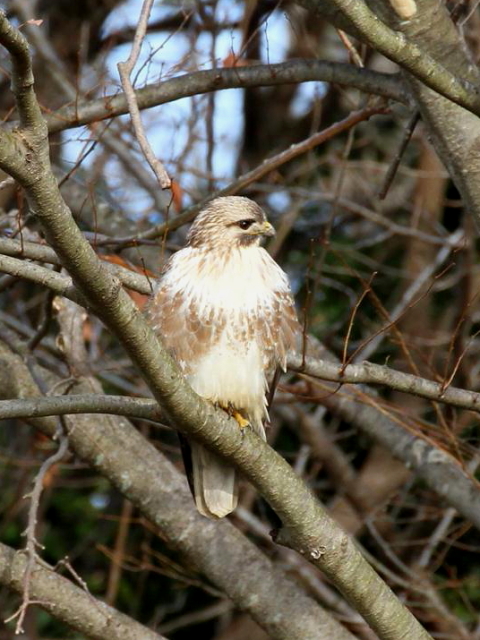 ② ノスリ　成鳥　山本山　湖北町　滋賀県　2013/01/17　Photo by Manda　（写真提供：　萬田）