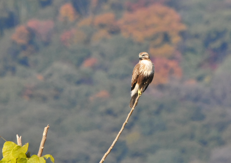 ノスリ（８態-3）　木津川沿い　八幡市　2016/12/12　Photo by Takase