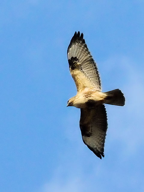 ④ ノスリ　成鳥　枚方市　淀川左岸　2012/01/13　Photo by Kohyuh