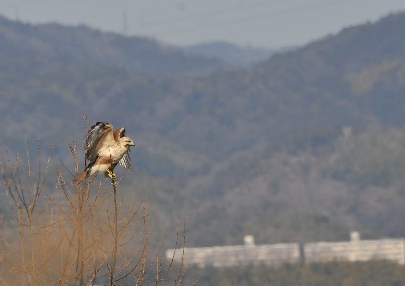 ノスリ （３態-3）　淀川左岸　枚方市　2016/02/15　Photo by Takase
