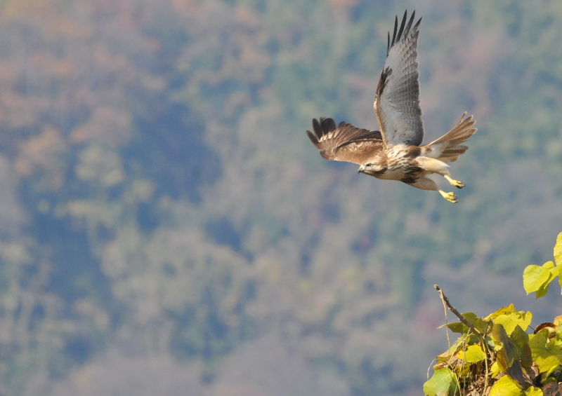 ノスリ（８態-4）　木津川沿い　八幡市　2016/12/12　Photo by Takase
