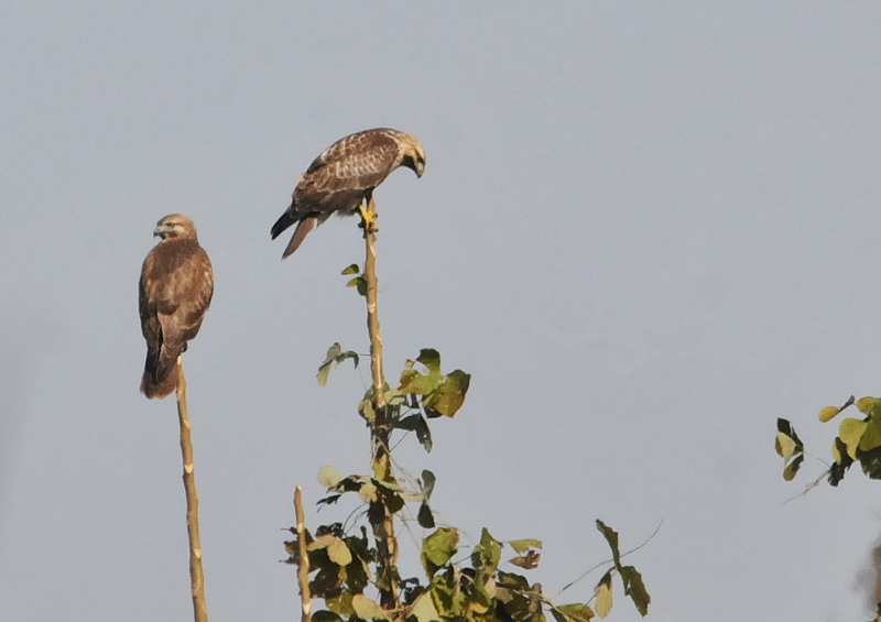 ノスリ（８態-5）　木津川沿い　八幡市　2016/12/12　Photo by Takase