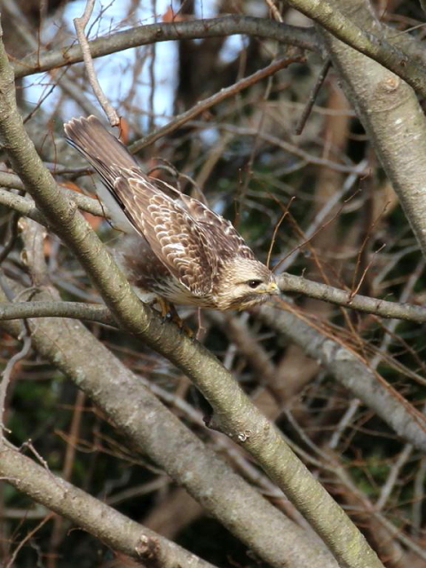 ③ ノスリ　成鳥　山本山　湖北町　滋賀県　2013/01/17　Photo by Manda　（写真提供：　萬田）