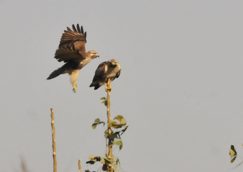 ノスリ（８態-6）　木津川沿い　八幡市　2016/12/12　Photo by Takase