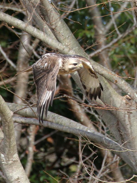 ④ ノスリ　成鳥　山本山　湖北町　滋賀県　2013/01/17　Photo by Manda　（写真提供：　萬田）