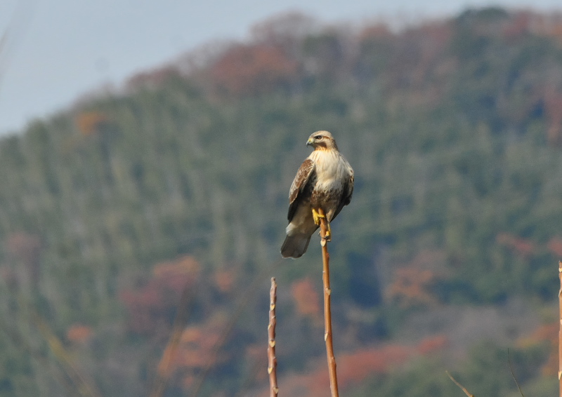 ノスリ（８態-8）　木津川沿い　八幡市　2016/12/12　Photo by Takase