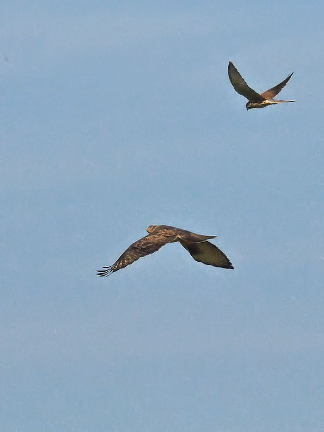 ノスリ （２態-2）　防賀川　八幡市　2016/10/07　Photo by Kohyuh