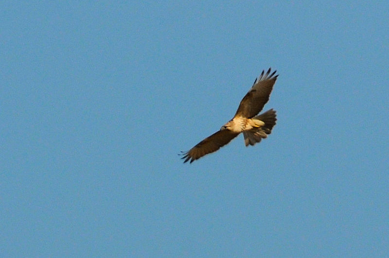 ノスリ　成鳥　防賀川　八幡市　2022/11/19　Photo by Kohyuh