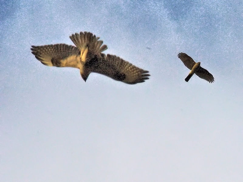 ノスリとハイタカ　淀川河川敷公園　三島江地区　2018/01/02　Photo by Kohyuh