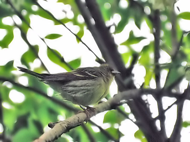① ノジコ　成鳥　山中湖文学の森公園　山梨県　2012/06/11　Photo by Kohyuh