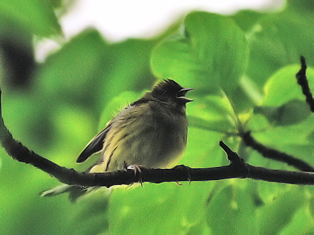 ② ノジコ　成鳥　山中湖文学の森公園　山梨県　2012/06/11　Photo by Kohyuh
