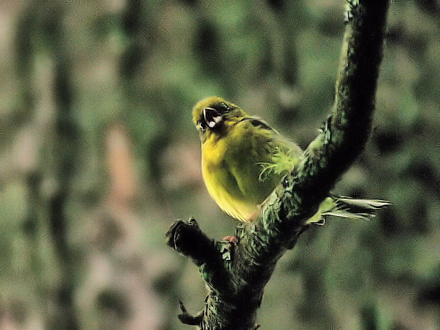 ③ ノジコ　成鳥　山中湖文学の森公園　山梨県　2012/06/11　Photo by Kohyuh