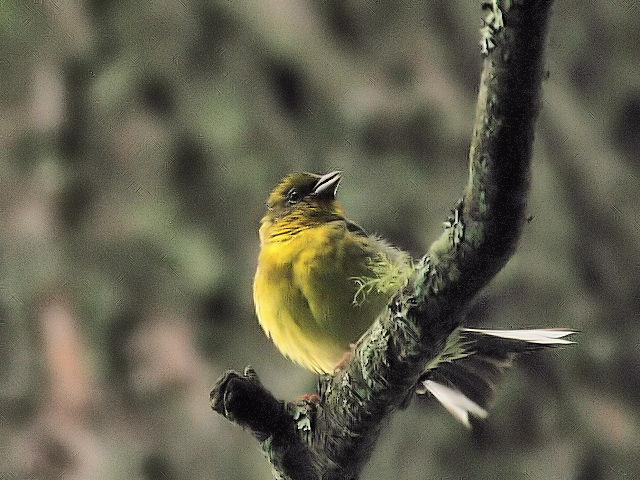 ④ ノジコ　成鳥　山中湖文学の森公園　山梨県　2012/06/11　Photo by Kohyuh