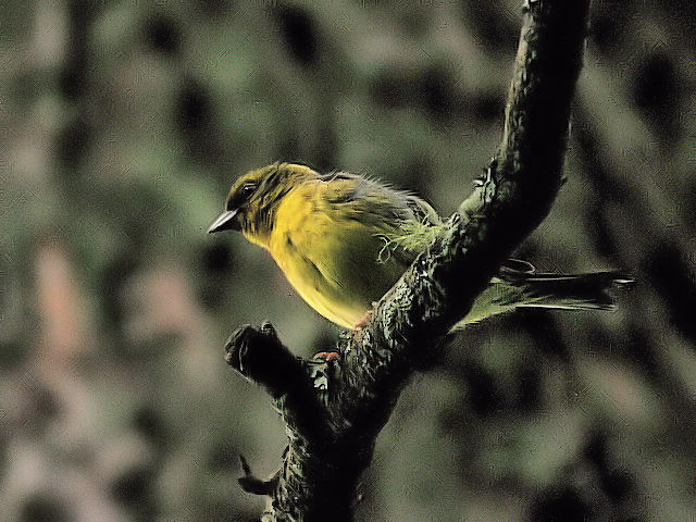 ⑤ ノジコ　成鳥　山中湖文学の森公園　山梨県　2012/06/11　Photo by Kohyuh