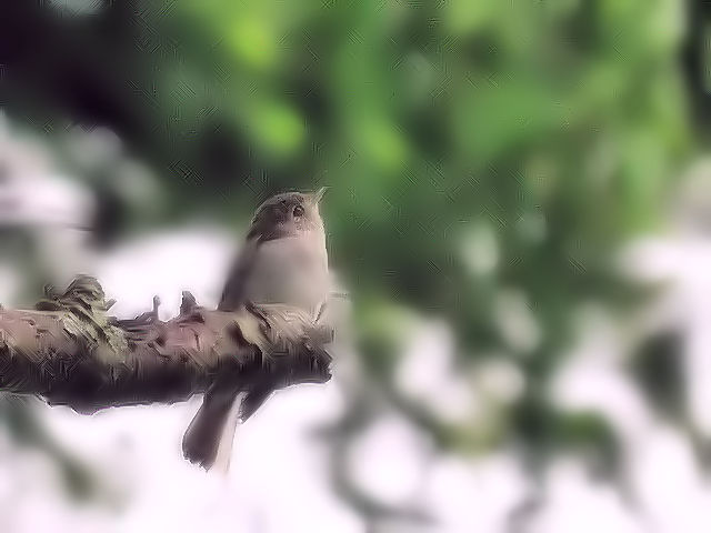 ⑥ ノジコ　成鳥　山中湖文学の森公園　山梨県　2012/06/11　Photo by Kohyuh