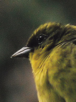 ノジコのアイリング　2012/06/11　Photo by Kohyuh