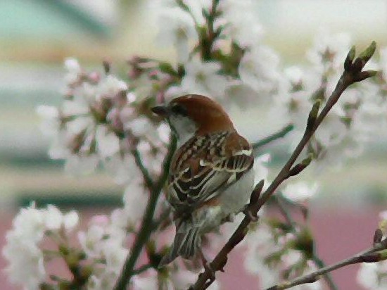 A jEiCXY@@s@w@2006/04/04@Photo by Takase