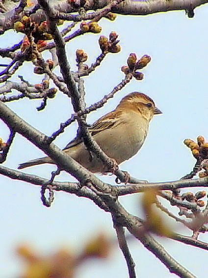 B jEiCXY@@s@JE݁@2004/03/23@Photo by Kohyuh