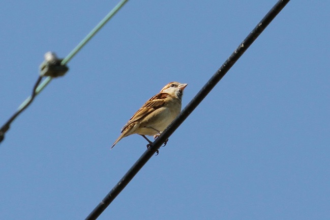 jEiCXY iQ-1j@s@ؒÐ@2014/11/04@Photo by Manda