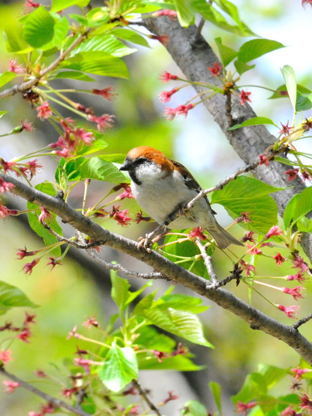 jEiCXY @@iS-1j@s@@2016/04/15@Photo by Kohyuh