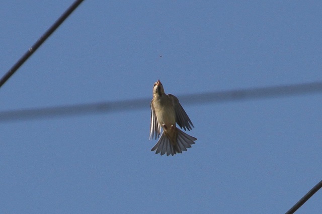 jEiCXY iQ-2j@s@ؒÐ@2014/11/04@Photo by Manda