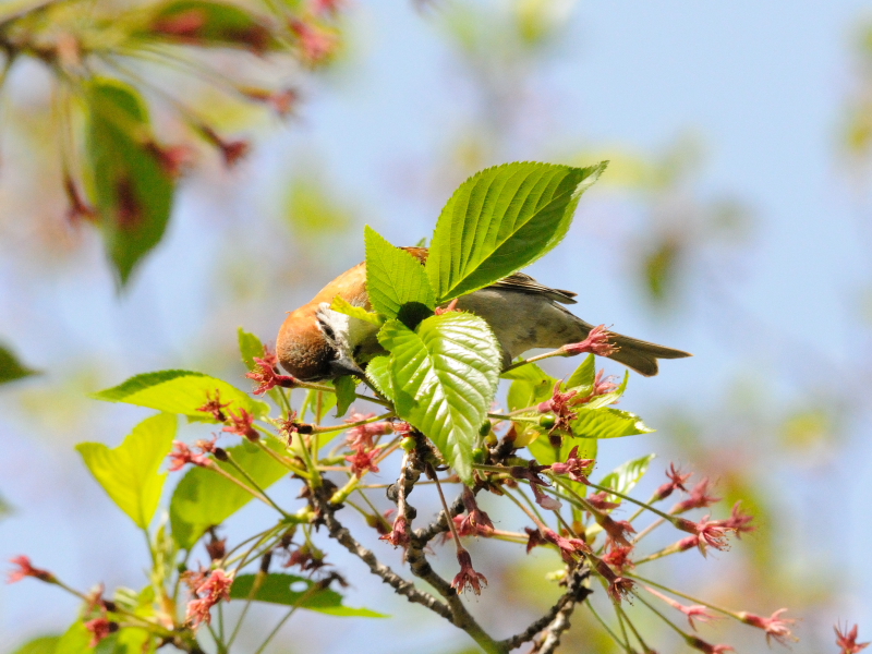 jEiCXY @@iS-2j@s@@2016/04/15@Photo by Kohyuh