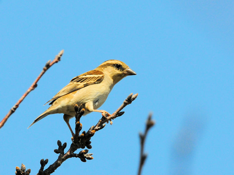 jEiCXY @@J@s@2023/03/11@Photo by Kohyuh