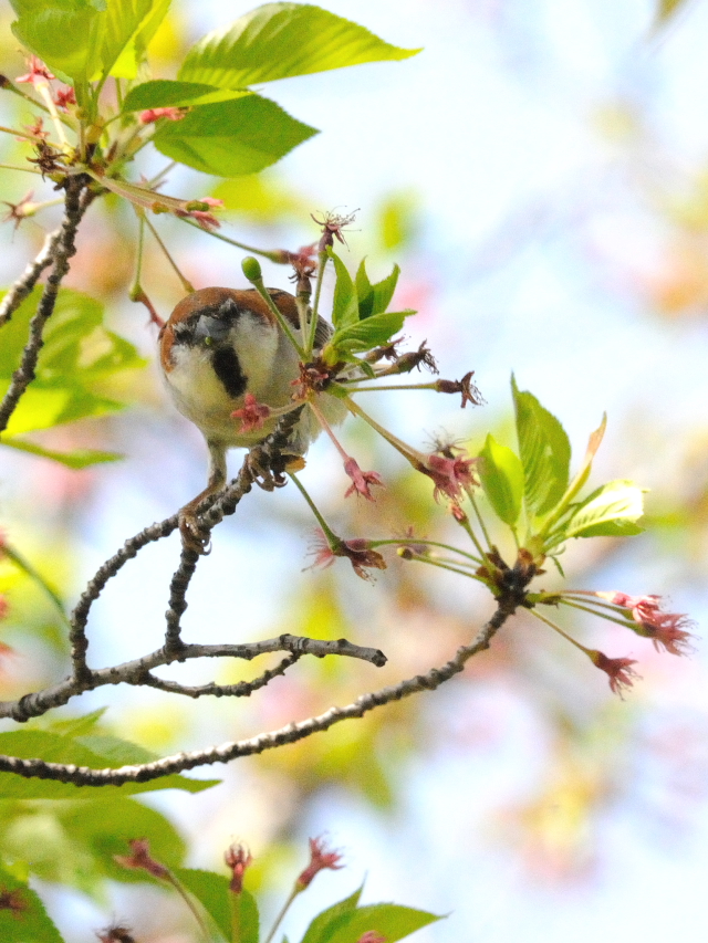 jEiCXY @@iS-4j@s@@2016/04/15@Photo by Kohyuh