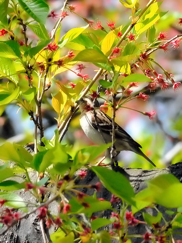 jEiCXY @@s@@2016/04/15@Photo by Kohyuh