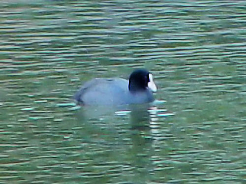 ① オオバン　成鳥　橿原市　醍醐池　　05/03/06　Photo by Kohyuh