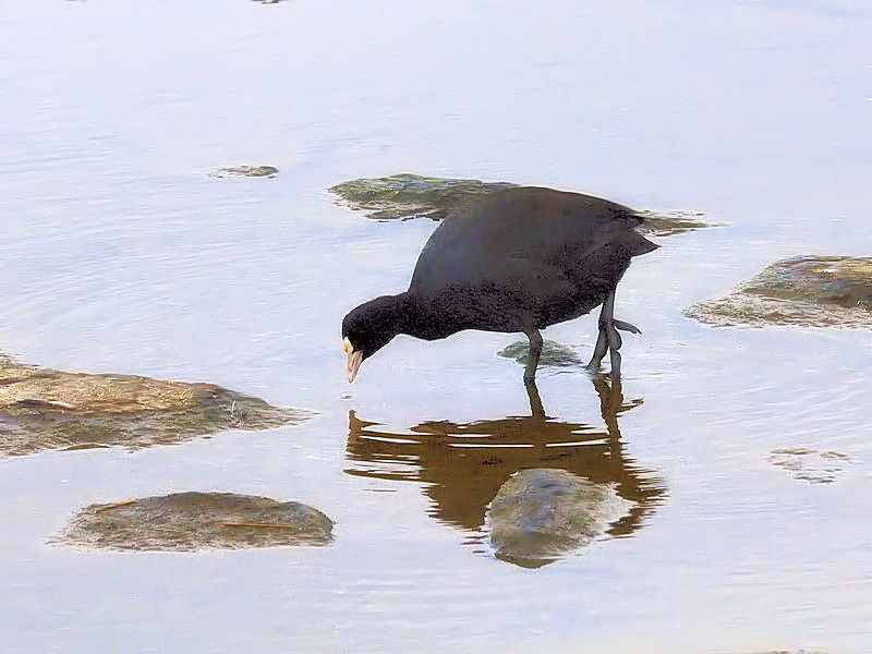 オオバン　成鳥　（２態-1）　葛西臨海公園　東京都江戸川区　2017/11/27　Photo by Kohyuh