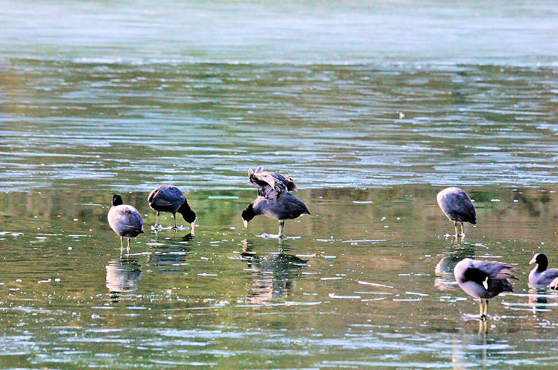 くろんど池の野鳥たち（１５態-1） くろんど池　生駒市 2018/01/15　Photo by Kohyuh （写真提供：　好酉）