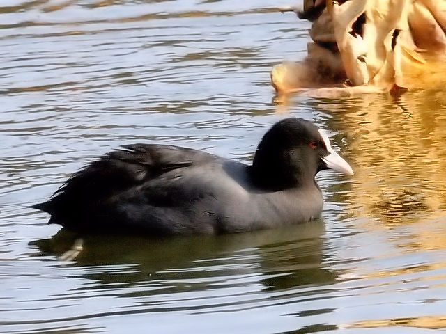 ③ オオバン　成鳥　大阪市　服部緑地公園　2011/01/18　Photo by Kohyuh