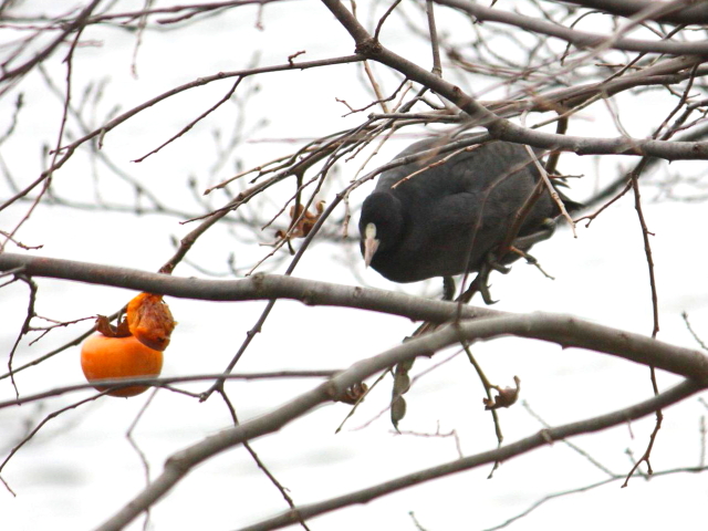 ① オオバン　成鳥　松山市　2012/12/23　Photo by Manda