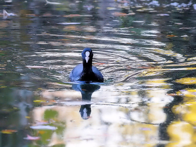 オオバン　成鳥　（２態-2）　葛西臨海公園　東京都江戸川区　2017/11/27　Photo by Kohyuh