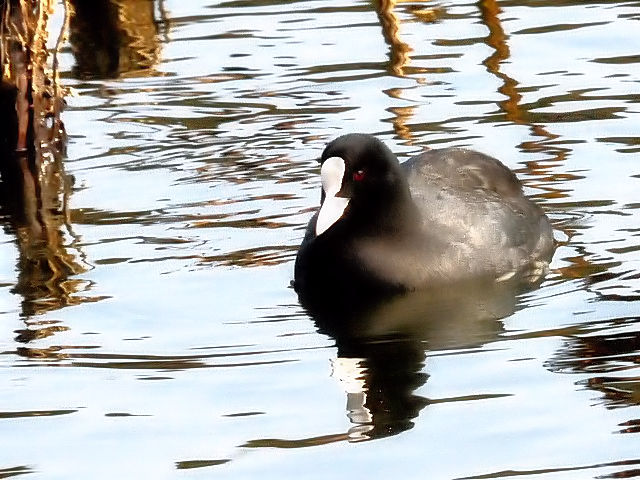 ④ オオバン　成鳥　大阪市　服部緑地公園　2011/01/18　Photo by Kohyuh
