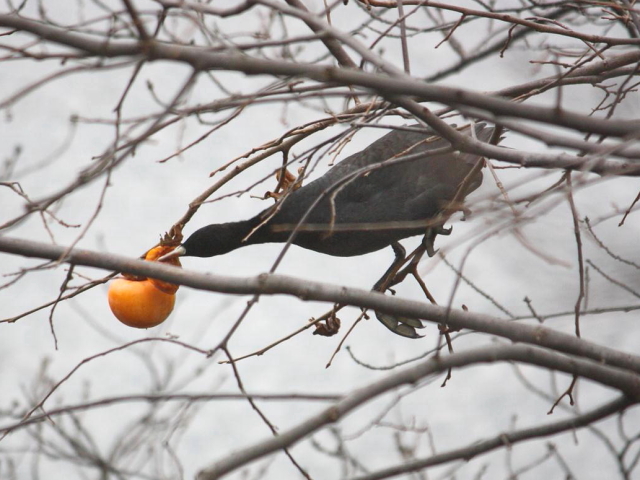 ② オオバン　成鳥　松山市　2012/12/23　Photo by Manda
