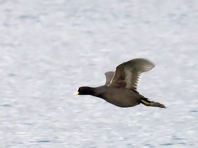 ⑤ オオバン　成鳥　淀川　大阪市　2011/12/20　Photo by Kohyuh