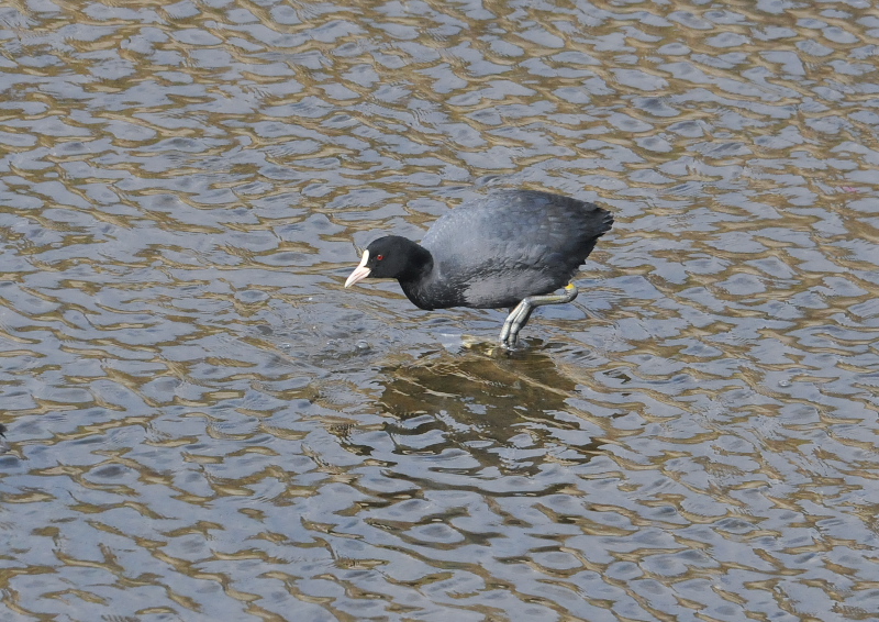 オオバン　淀川左岸　枚方市　2016/01/27　Photo by Takase
