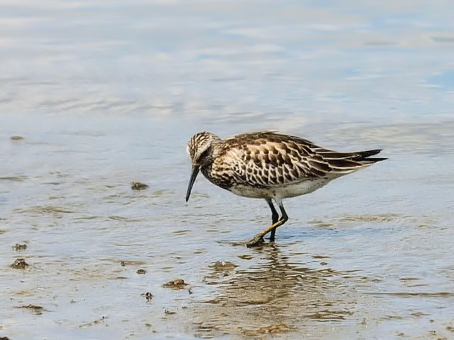 ① オバシギ　淀川左岸　大阪市　2012/09/15　Photo by Kohyuh