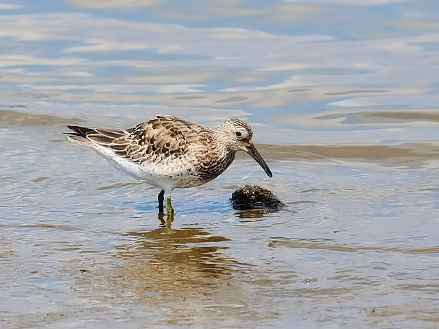 ② オバシギ　淀川左岸　大阪市　2012/09/15　Photo by Kohyuh