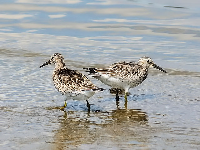 ③ オバシギ　淀川左岸　大阪市　2012/09/15　Photo by Kohyuh