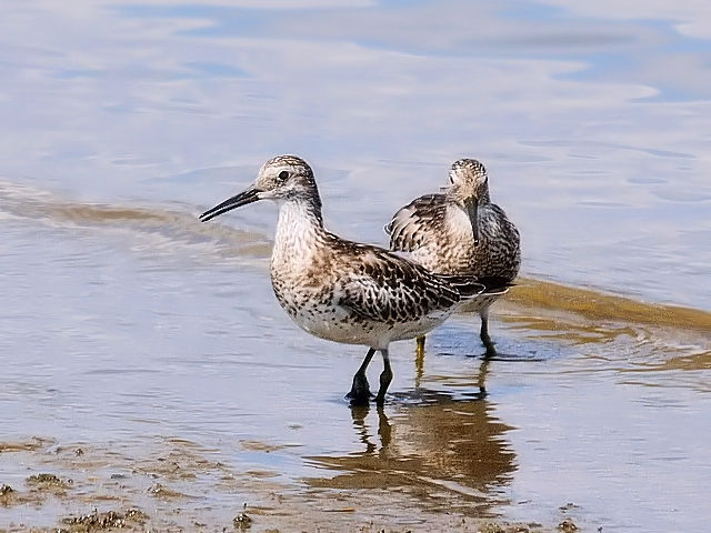 ④ オバシギ　淀川左岸　大阪市　2012/09/15　Photo by Kohyuh
