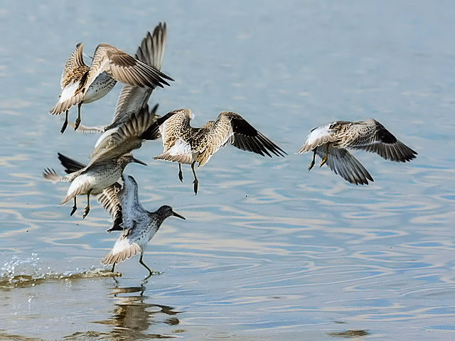 ⑤ オバシギ　淀川左岸　大阪市　2012/09/15　Photo by Kohyuh